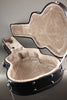 Kremona Sofia S63CW Nylon String Acoustic Electric Guitar - New